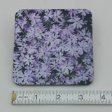 Coaster--Photo Print--Cork--Lavender Creeping Phlox