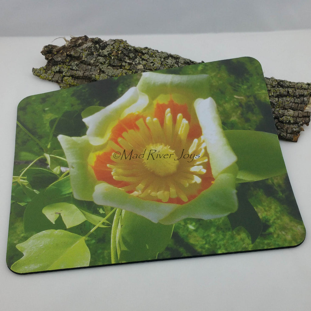 Coaster--Photo Print--Cork--Tulip Tree Flower