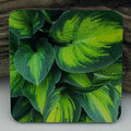 Coaster--Photo Print--Cork--Hosta