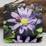 Coaster--Photo Print--Cork--Ladybug on Winter Windflowers